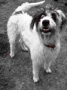 12030249_10206277317230875_6909056878522737450_o